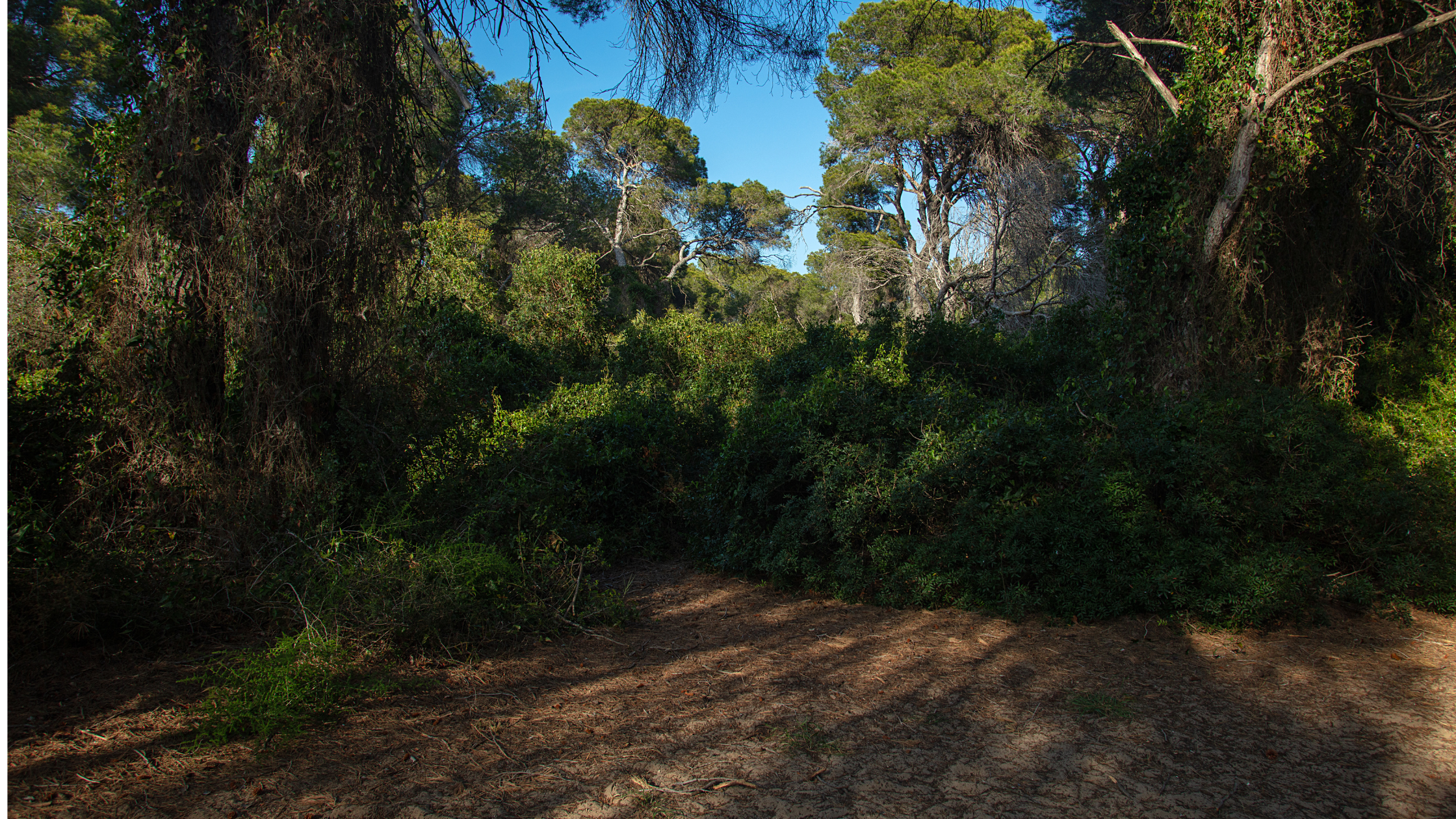 forestal