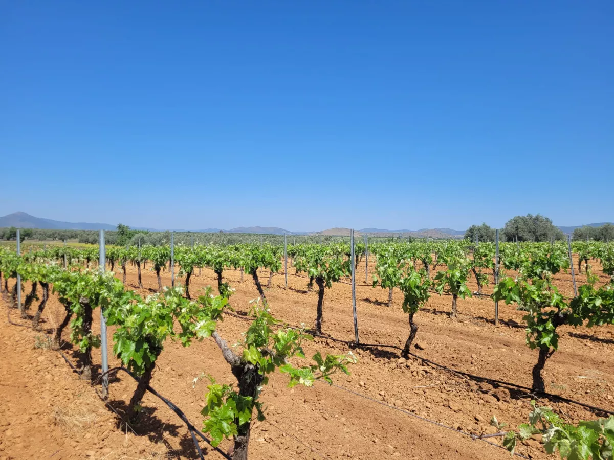 FINCA DE VIÑA REGADIO