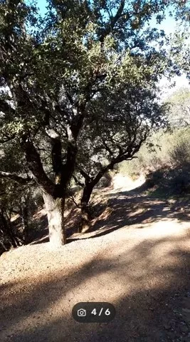 Alcornocal en la Sierra de Aracena
