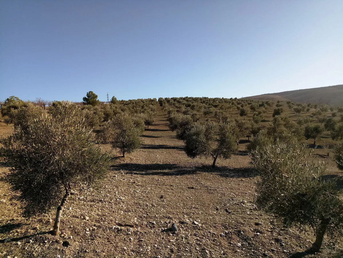 Terreno finca en las gabias