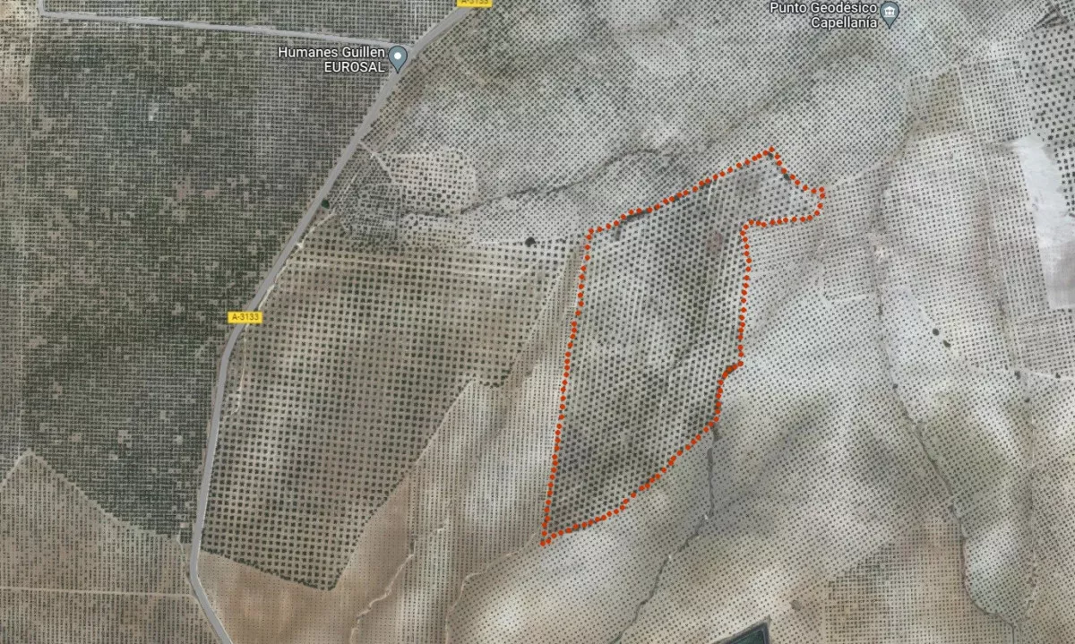 Olivar en Aguilar de la Frontera