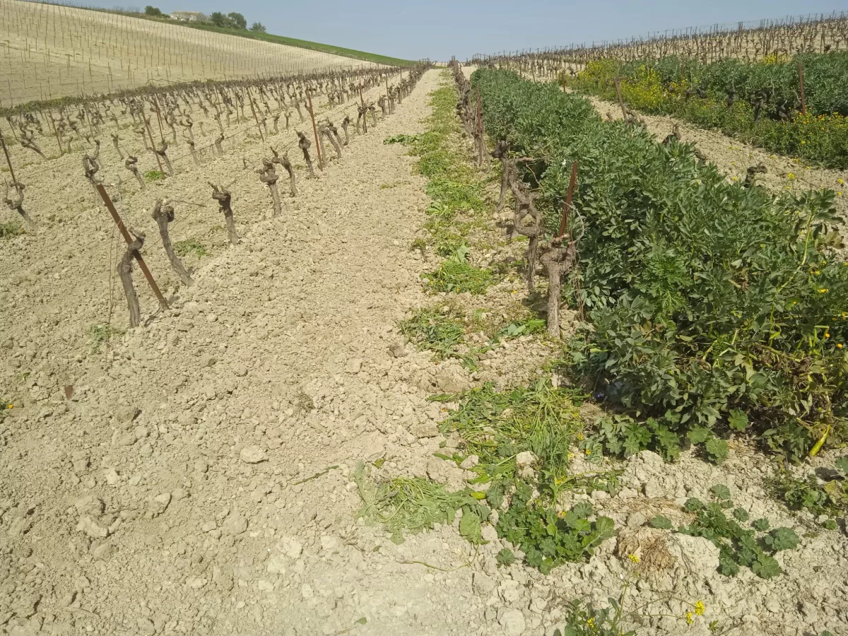 VENTA VIÑEDO ECOLOGICO 