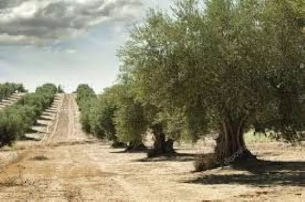 SE VENDE OLIVAR TRADICIONAL DE SECANO