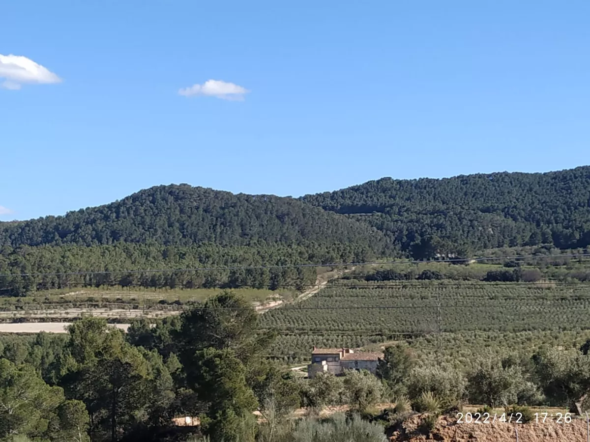Casa en finca  32 has olivos y viñedos