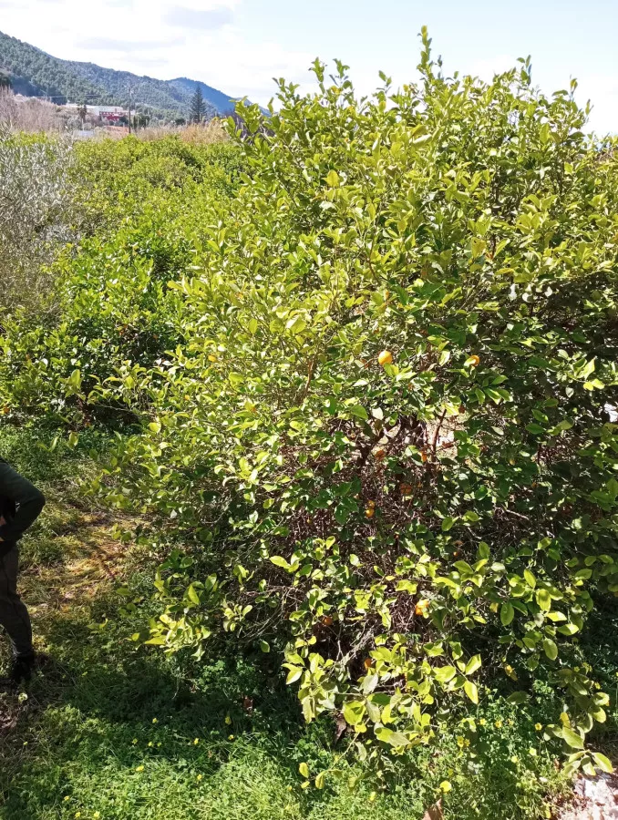 Pequeña huerta en venta