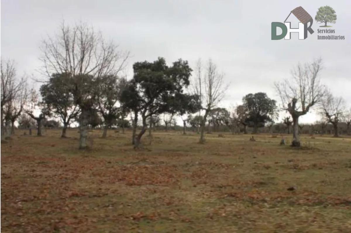 FINCA GANADERA DE 300 HAS.