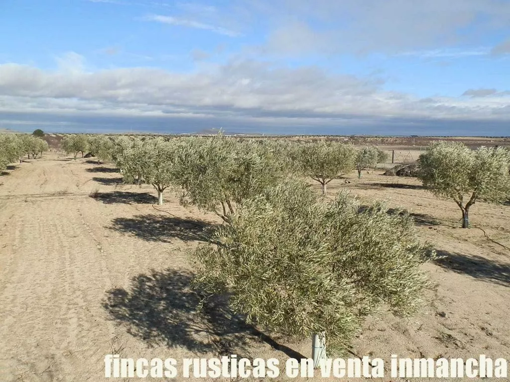 finca venta 12 has. almendros olivar viña 