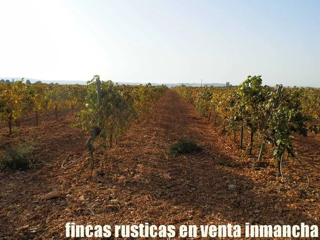 finca venta 120 has. viña regadío ciudad rea 
