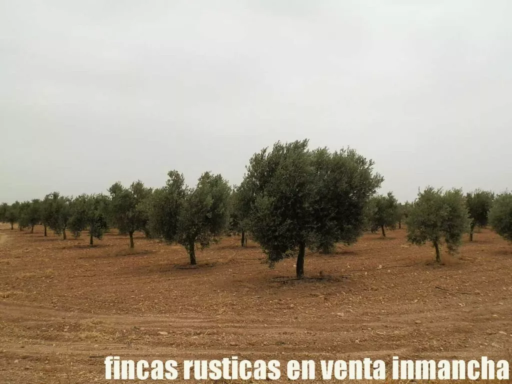 finca en venta 63 has. olivar y tierra riego