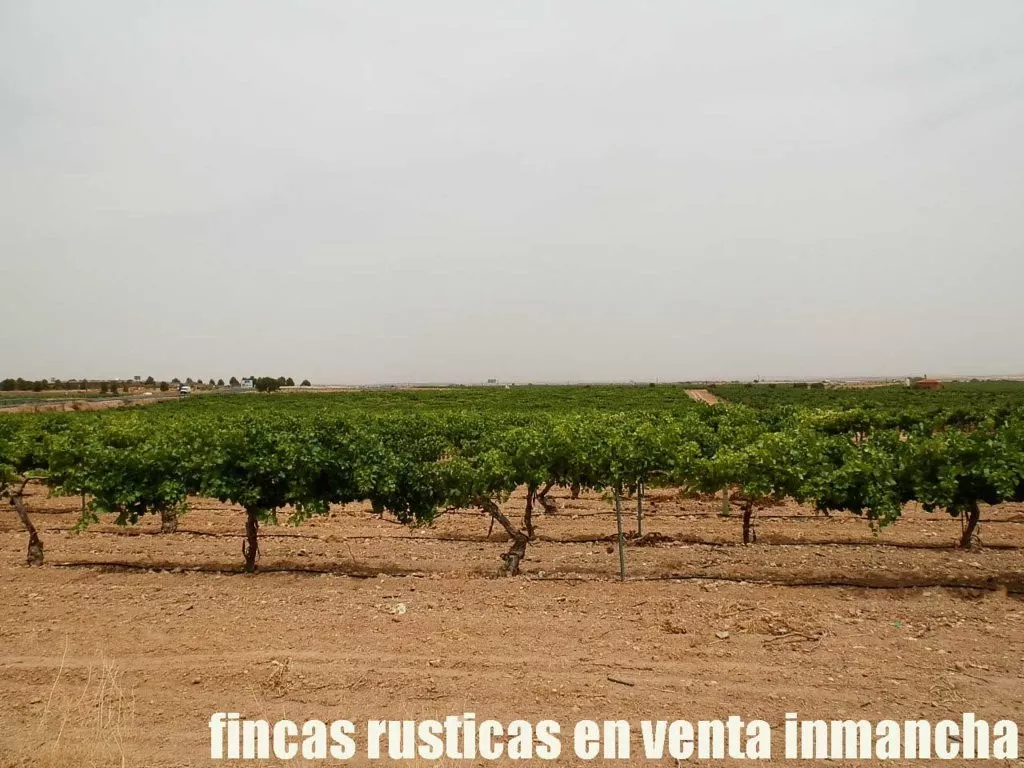 finca en venta 24 has. viña y tierra riego