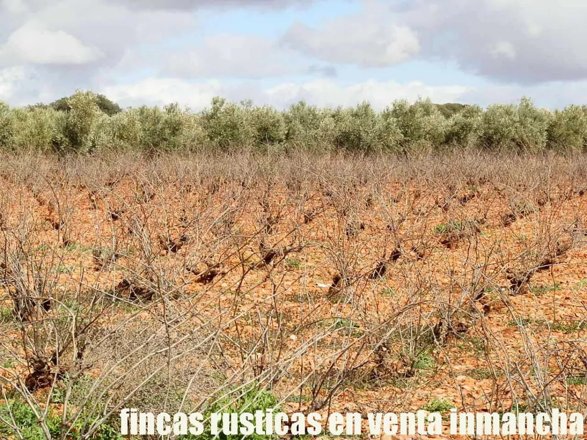 finca en venta inmancha 24 has. olivar viña 