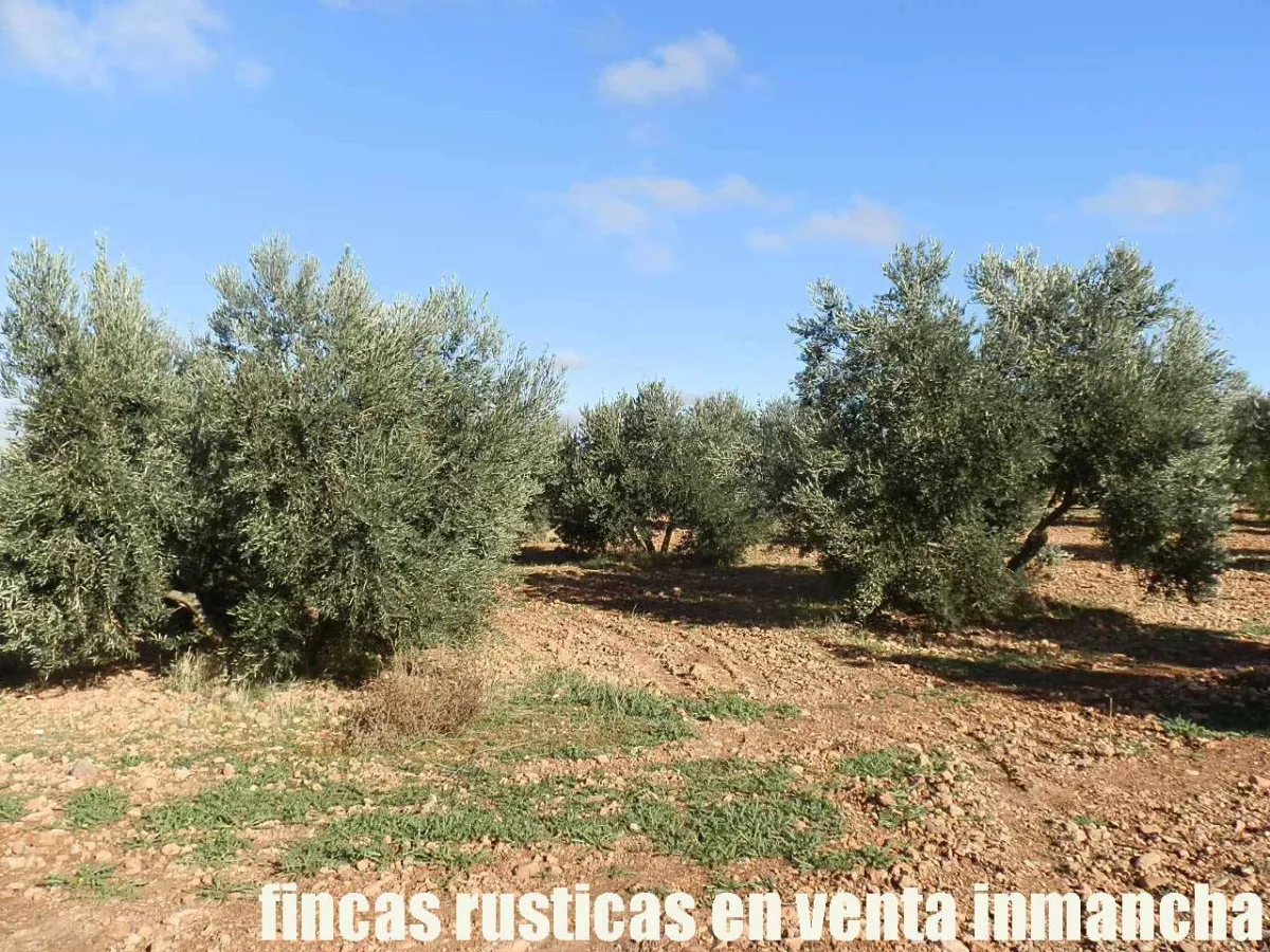finca venta inmancha 80 has. almendros olivar