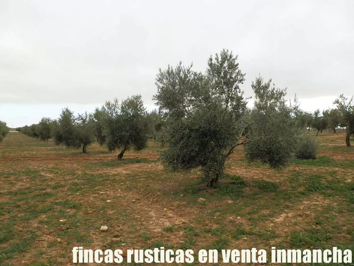 finca en venta inmancha 40 has. olivar riego