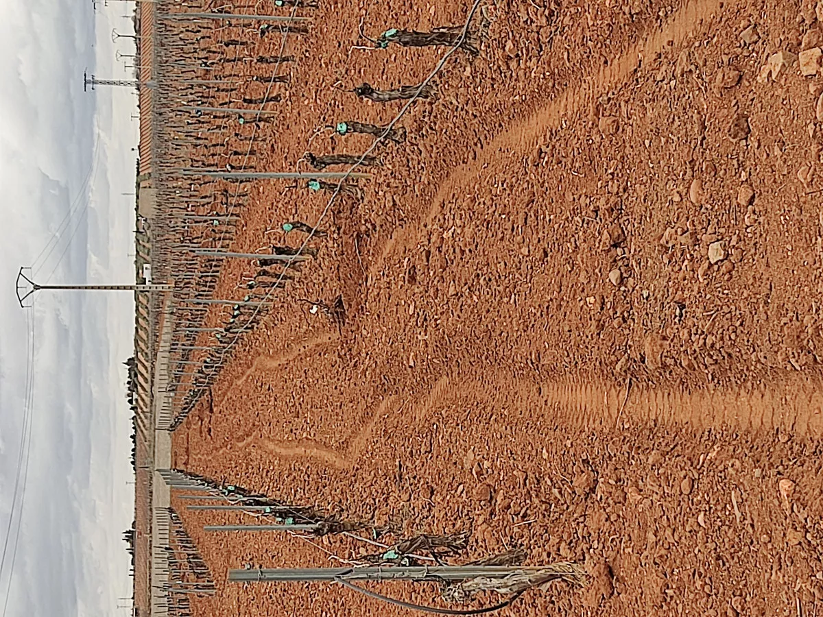 Viñedo en Valdepeñas
