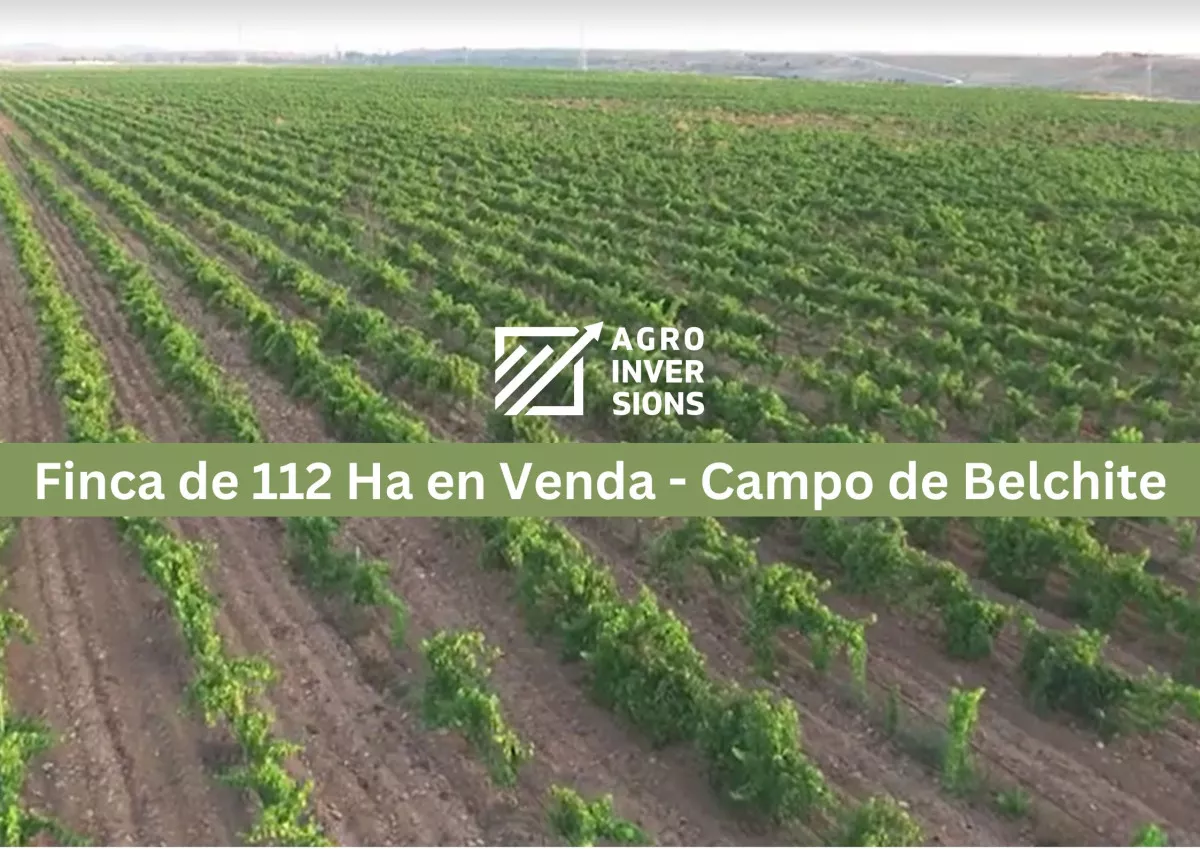 FINCA DE 112 HA OLIVOS REGADIO Y VIÑA