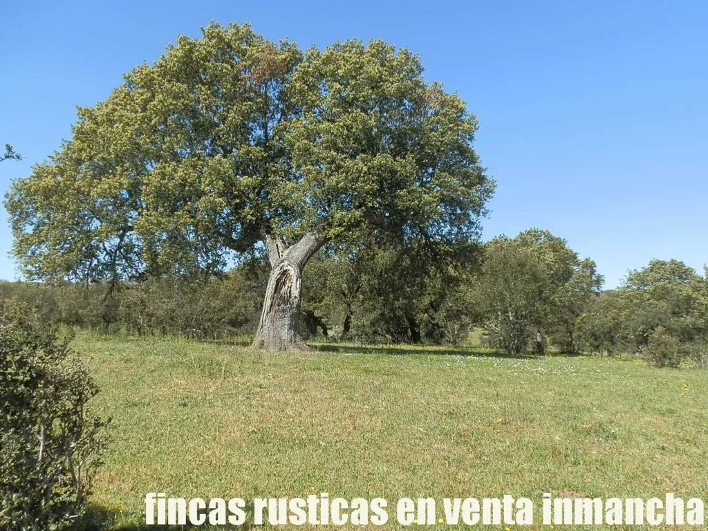 finca en venta 92 has. ganadera en Salamanca
