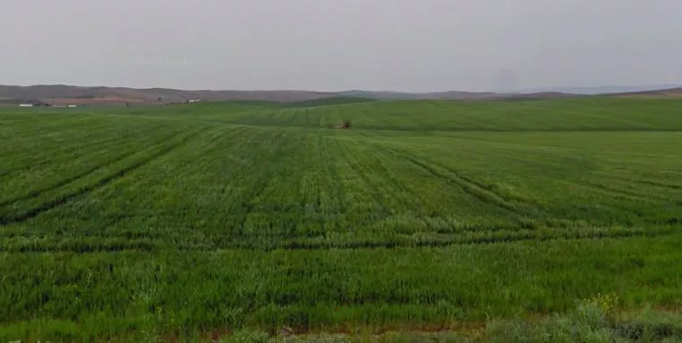 Campiña - Tierras de labor de secano