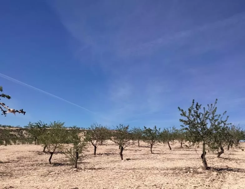 FINCA CON 500 ALMENDROS , CUEVAS DE