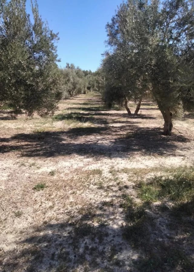 FINCA CON 300 OLIVOS, CUEVAS DEL CAMPO
