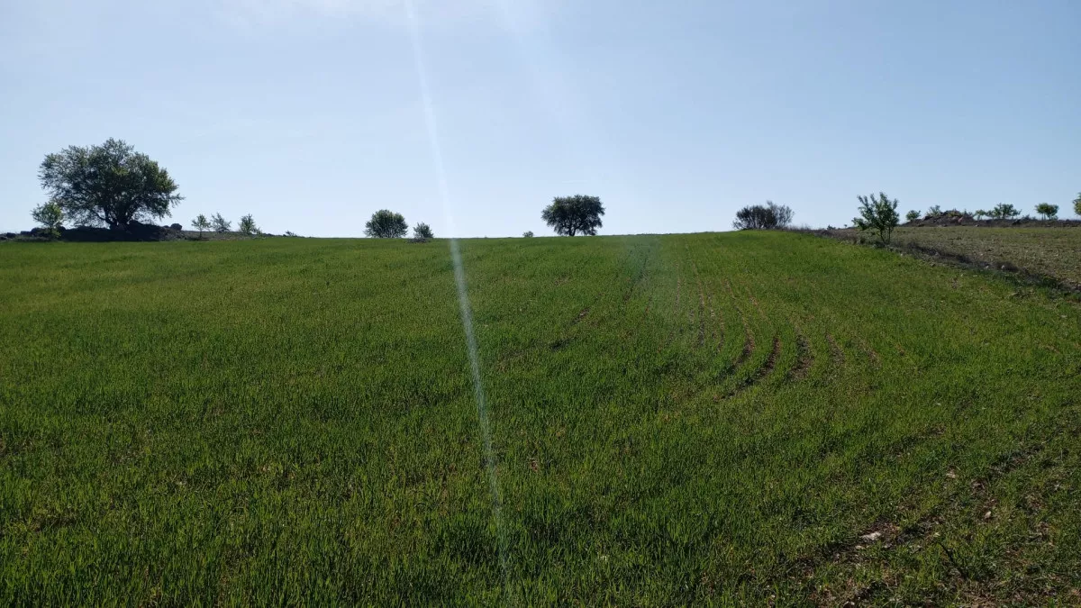 TIERRA EN VENTA DE LABOR