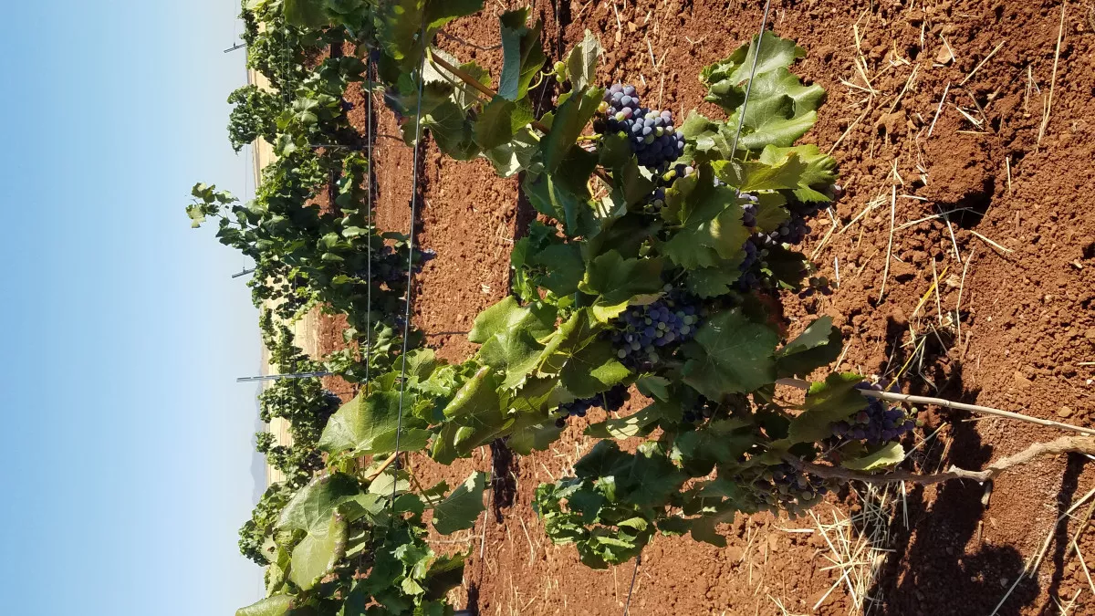 Viña en espaldera. Regadío