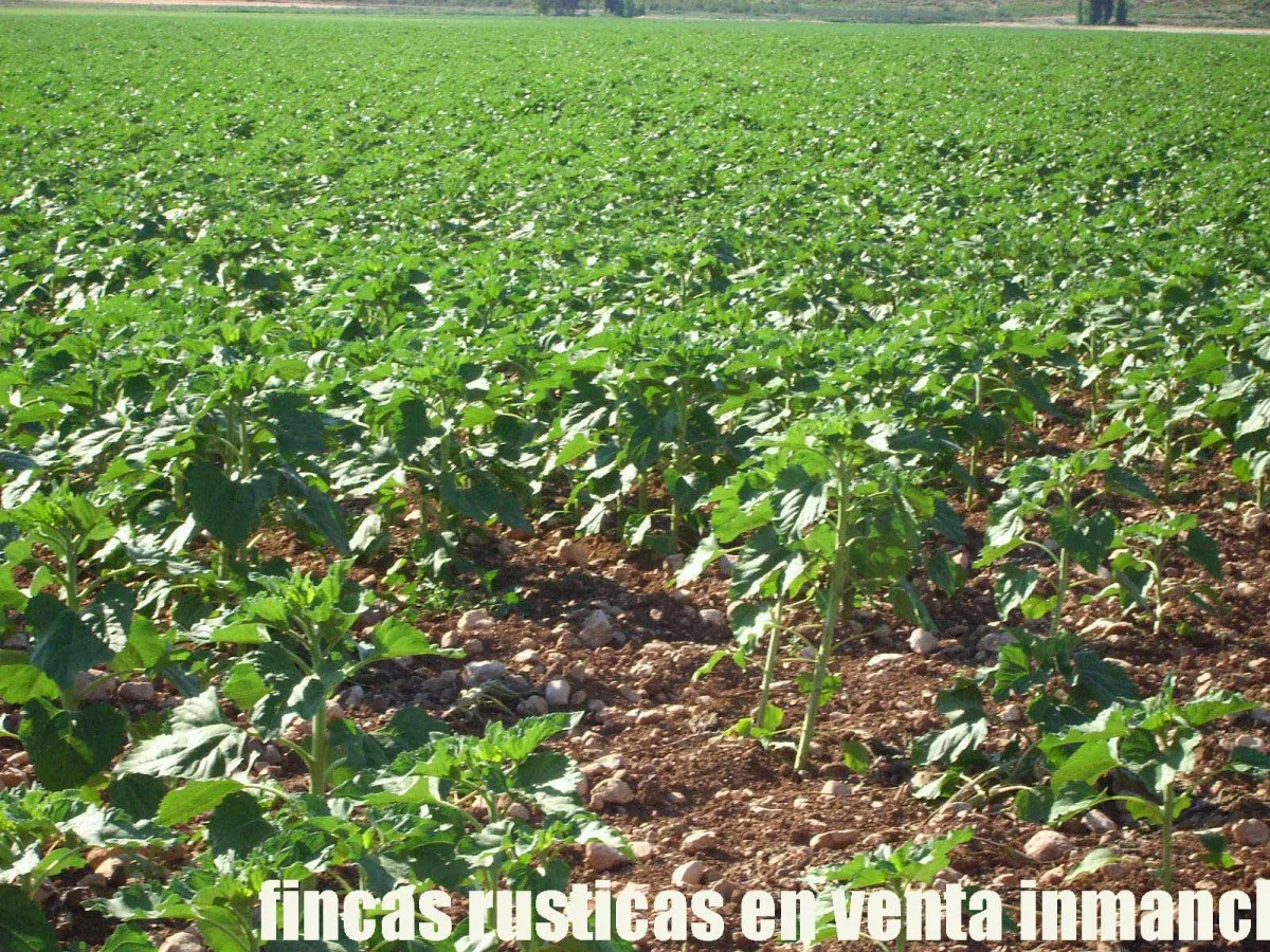 finca venta 256 has. labor secano caza menor