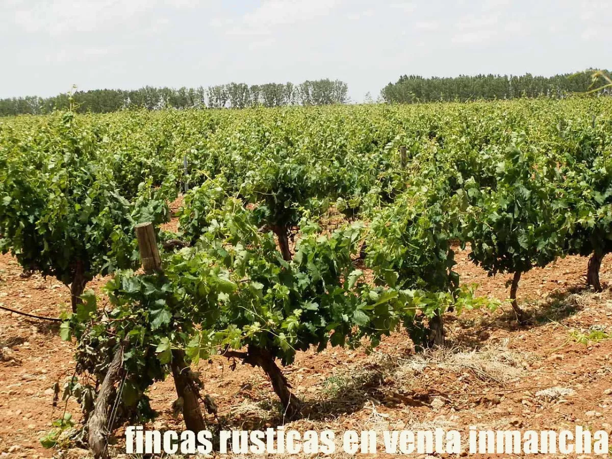 finca en venta 46 has. viña almendros riego 