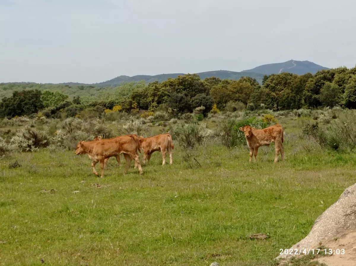 VENDO FINCA DE SECANO DE 12 HA