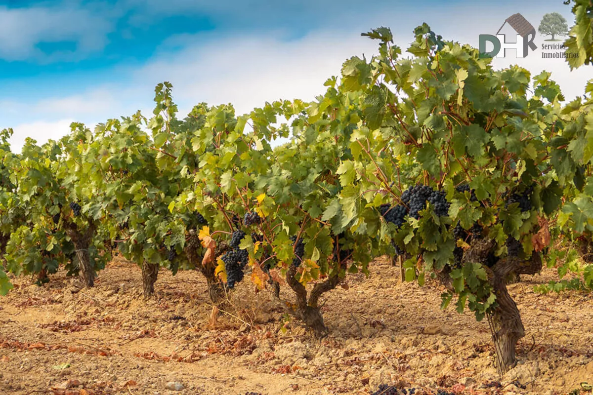 FINCA DE VIÑEDOS Y OLIVAR CON CORTIJO
