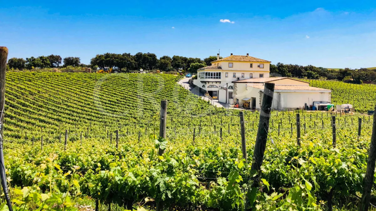 Bodega e pleno rendimiento en la provincia de