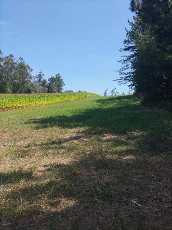 REMATO FINCAS EN A BAÑA (CERCA DE NEGREIRA)