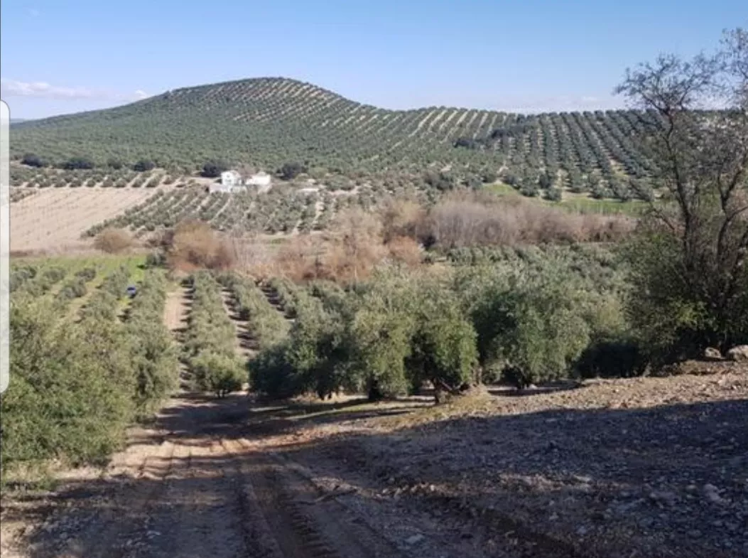 VENTA FINCA 2 FANEGAS