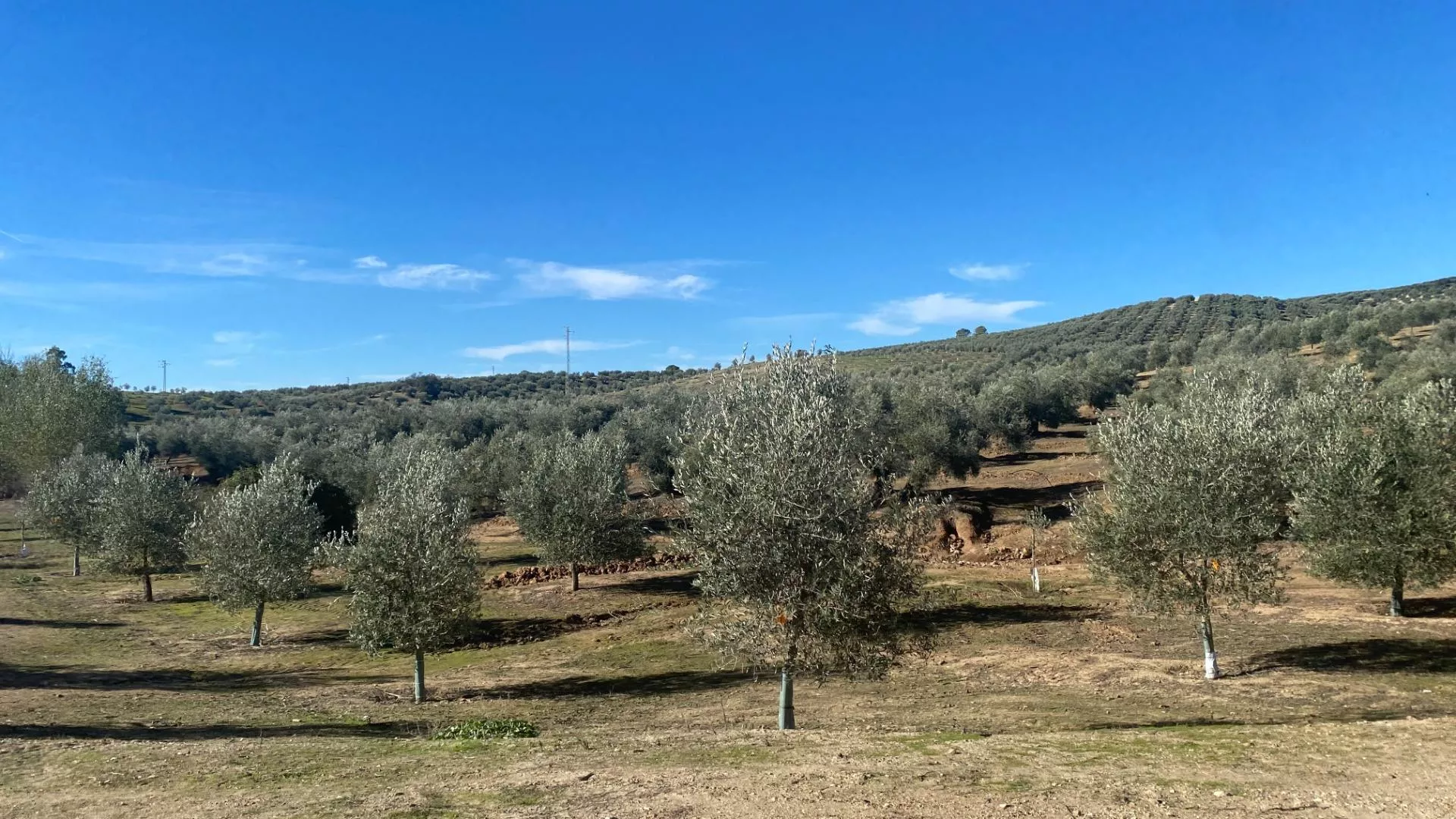De la Tierra a la Botella: Tu Finca de Olivar