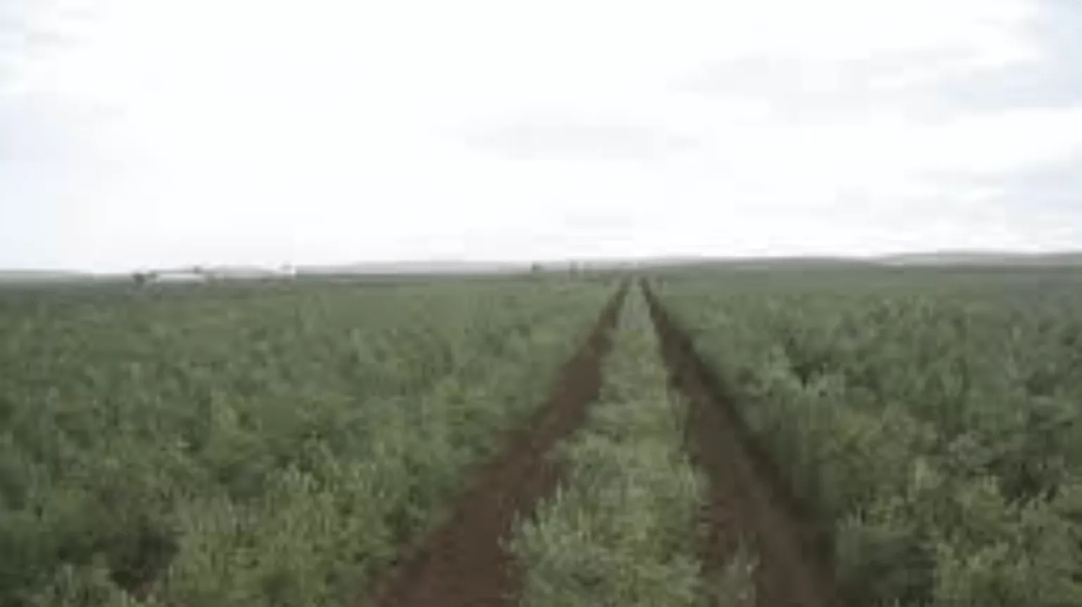 Gran finca lista de olivares super intensivo