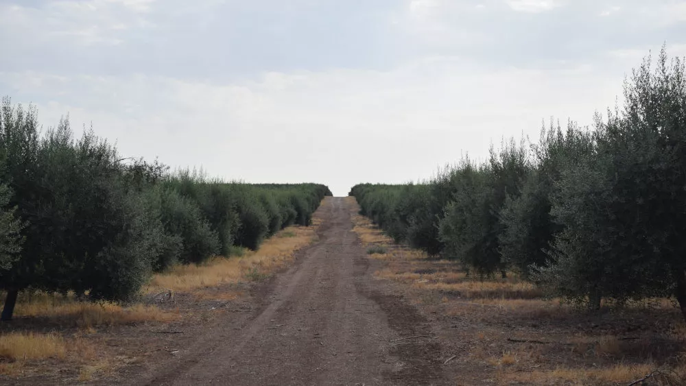 Finca mixta 240 ha Olivar y Dehesa