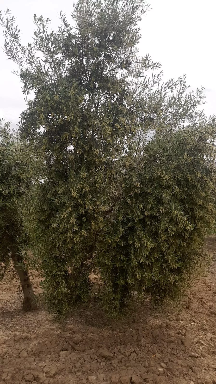 vendo olivar en Bujalance, Córdoba