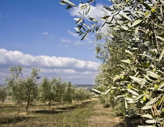 Finca 25 ha Olivar, almendro, naranjo