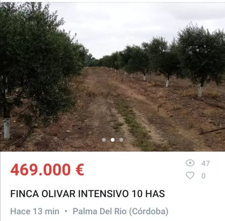 Finca olivar intensivo 10 hectáreas
