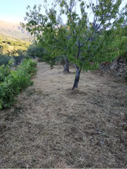 Finca Rústica de regadío en Aldenueva de la Vera | Cáceres