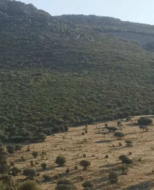 Finca rústica de caza y ganadería 606 ha | Mestanza | Ciudad Real