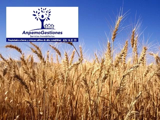 Finca rústica 65 hectáreas | La campana | Sevilla