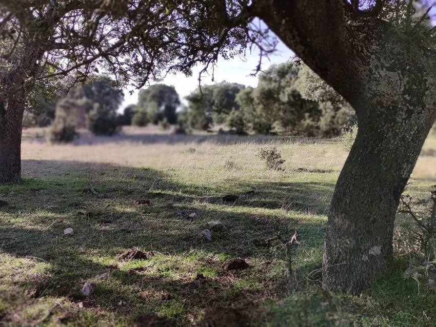Finca Rústica en venta en San Pedro de Rozados | Salamanca | 72 ha