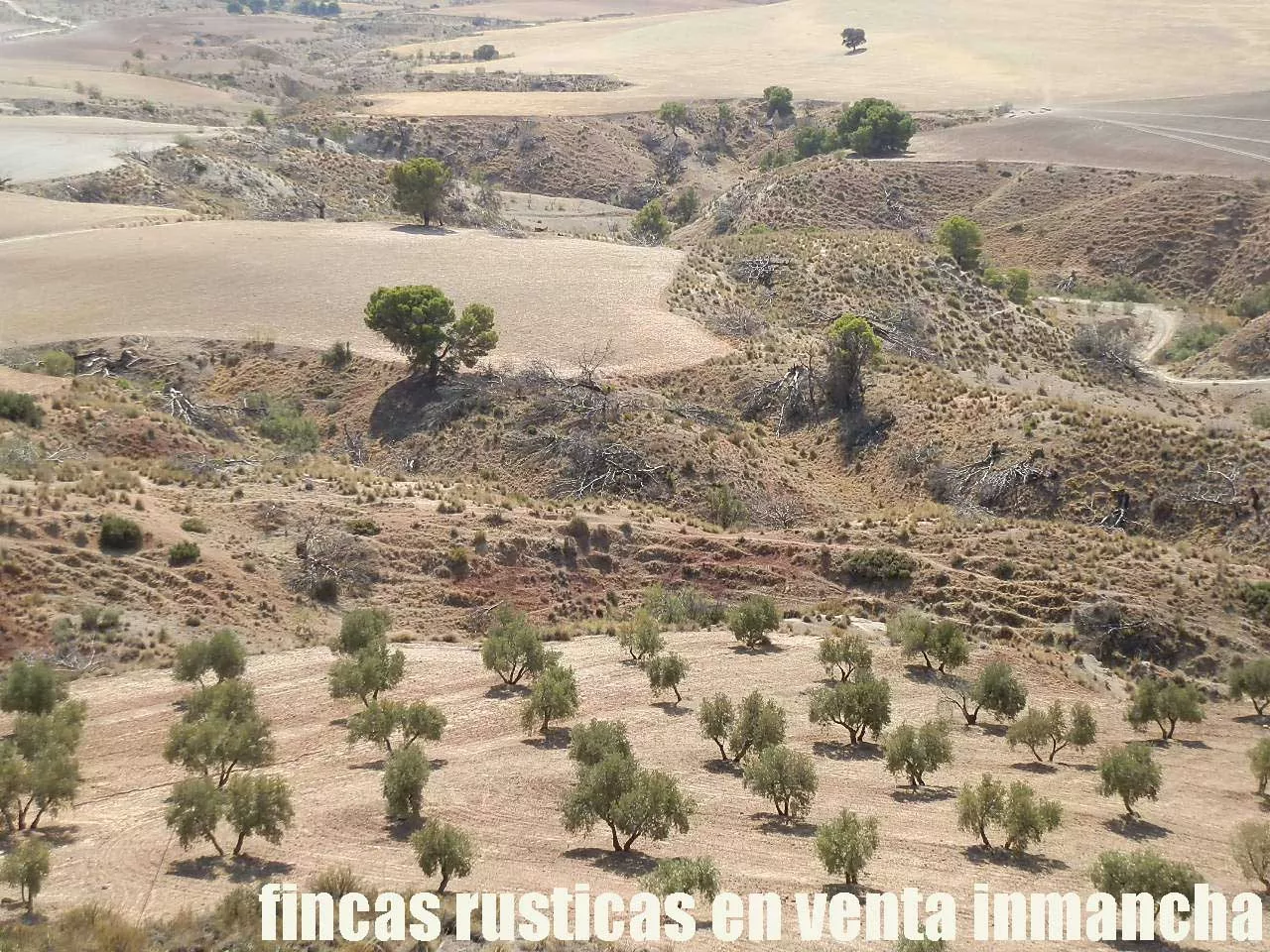 Finca en venta labor-olivar-pastos Jaén | 250 ha.| Inmancha