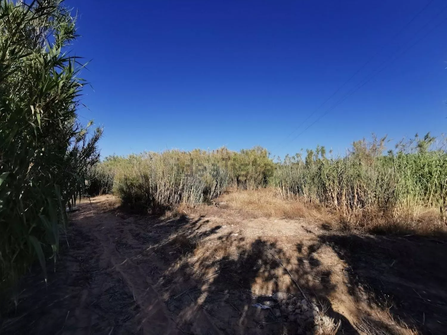 Finca de regadío en venta en Andújar | Jaén | 53.944 m²