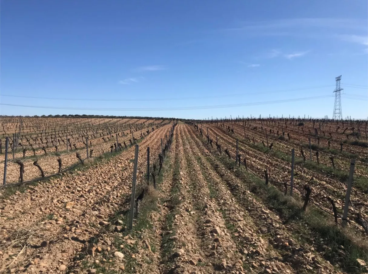 Finca de viñedo en Chinchón | Madrid | 52 ha