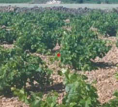 Arriendo de finca de vid de secano en vaso