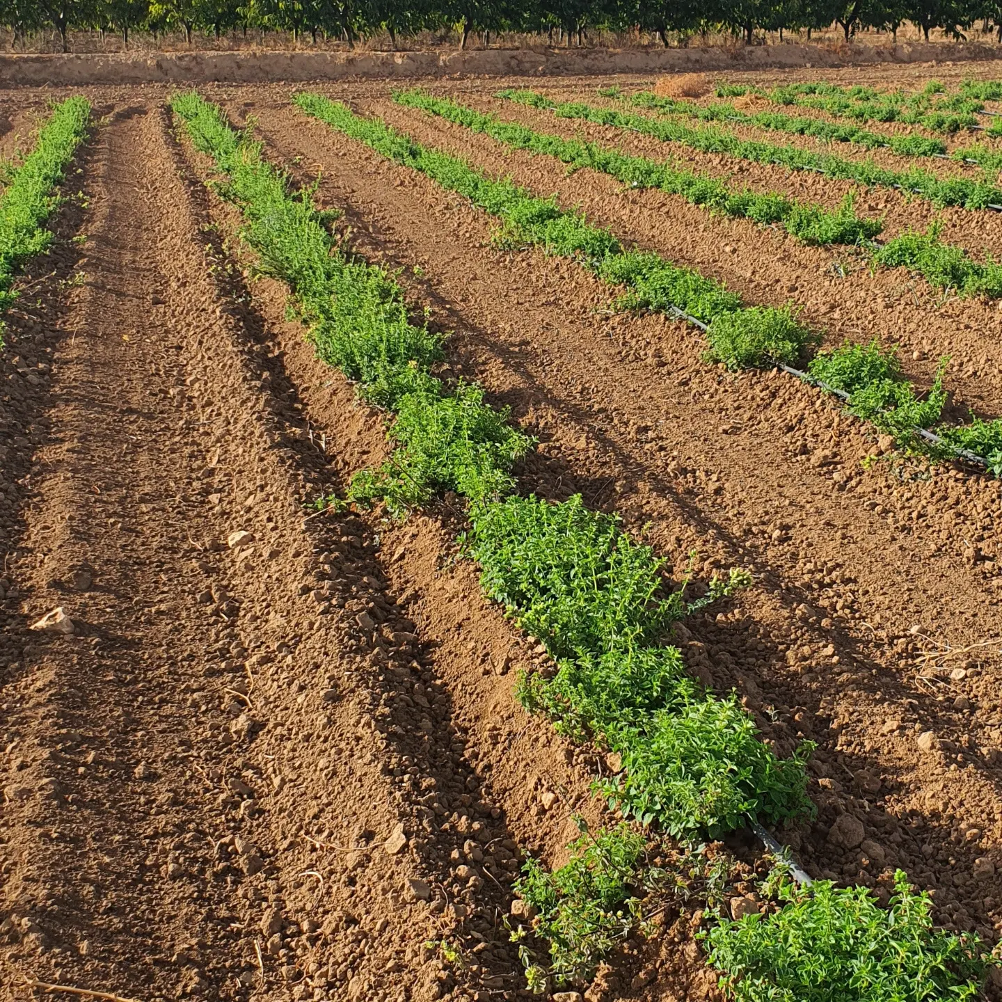 Se vende finca con alta rentabilidad