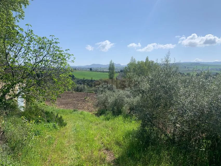 Finca rústica en Ronda | Málaga | 12.500 m2