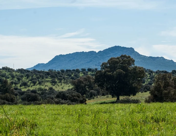 75ha. FINCA AGRÍCOLA Y CAZA