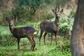 Finca Cinegética 1400 ha en Plasencia